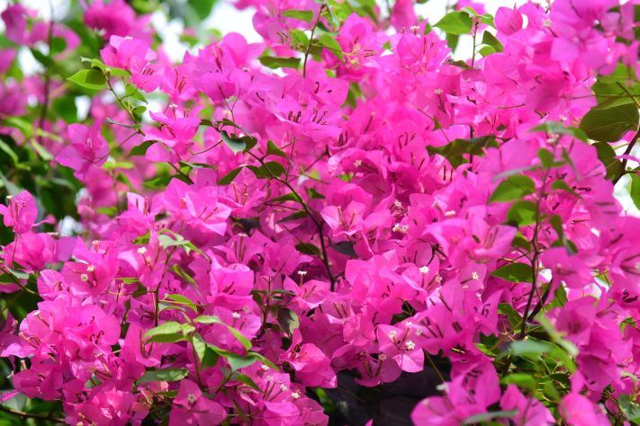 Flor Primavera (Bougainvillea spp.) – Pexels/Sóc Năng Động