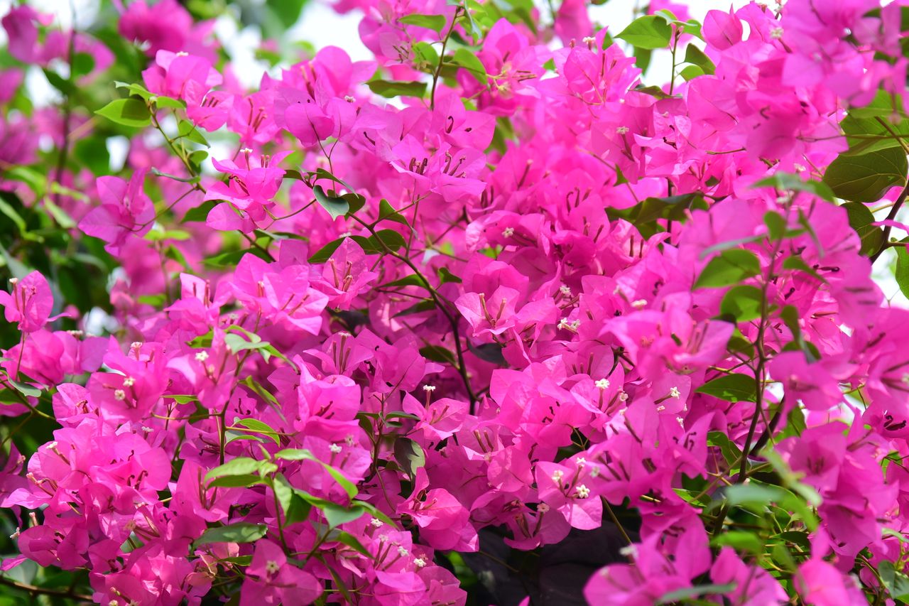 A primavera, conhecida por enfeitar fachadas e jardins, também aparece em xaropes, refrescos e confeitaria, graças às suas brácteas coloridas. Originária da América do Sul, a planta possui poucas calorias e pequenas quantidades de fibras e minerais.
