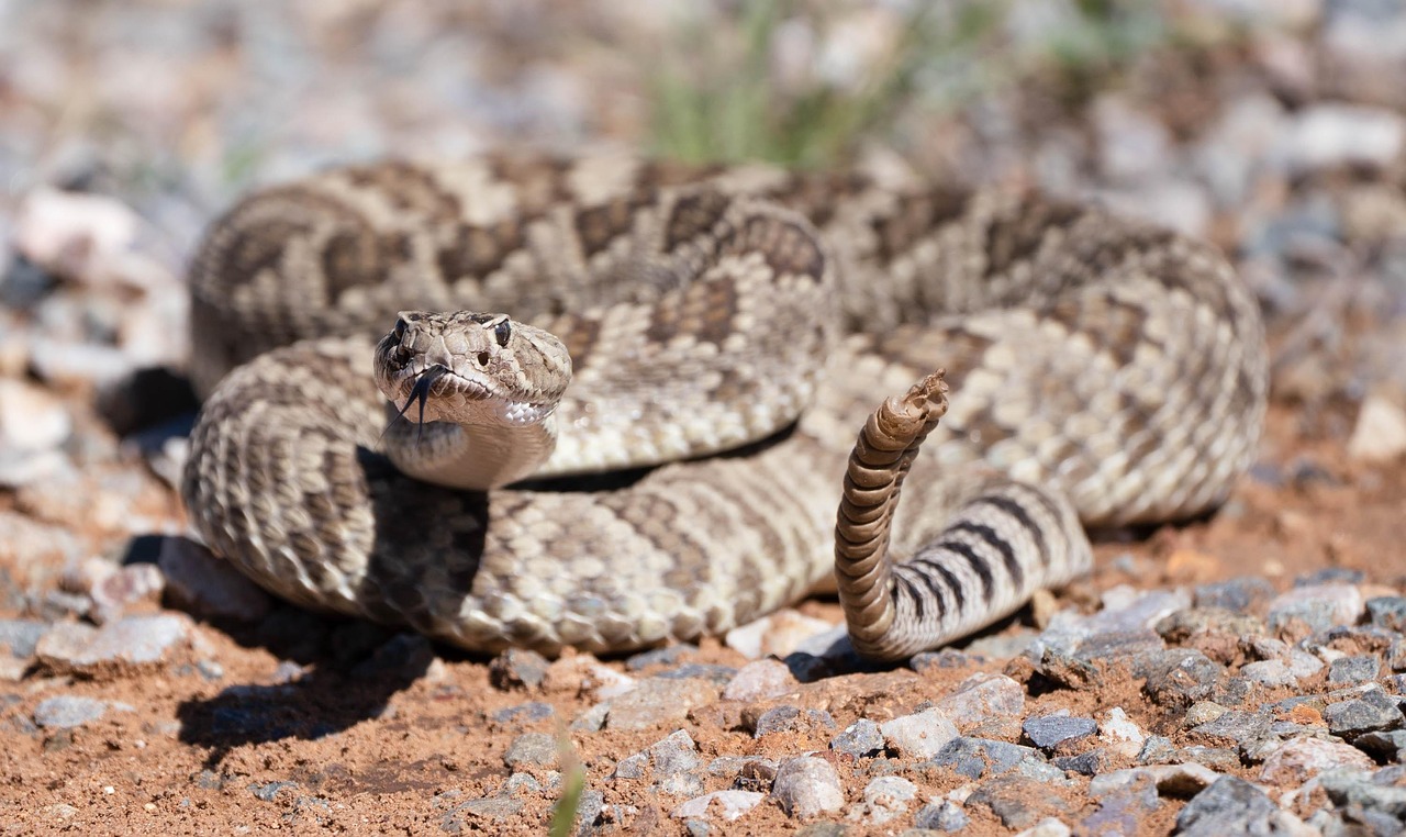A cascavel é uma das serpentes mais facilmente reconhecidas do mundo graças ao guizo localizado na ponta da cauda. Muito mais do que um detalhe curioso, essa estrutura desempenha um papel importante na defesa do animal e revela adaptações desenvolvidas ao longo da evolução. Conheça a seguir curiosidades sobre esse chocalho natural. -  (crédito: Imagem de Steve Adcock por Pixabay)