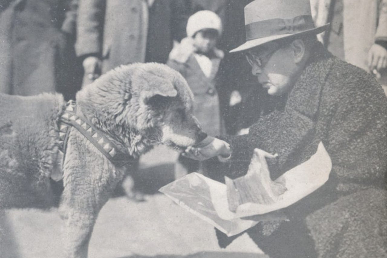 Por quase uma década, o animal permaneceu no mesmo local à espera de um tutor que nunca mais apareceria. A história ganhou projeção nacional em 1932, após uma reportagem publicada pelo jornal Tokyo Asahi Shimbun. A partir daí, moradores começaram a cuidar do cachorro, enquanto pessoas de várias regiões viajavam para conhecê-lo.