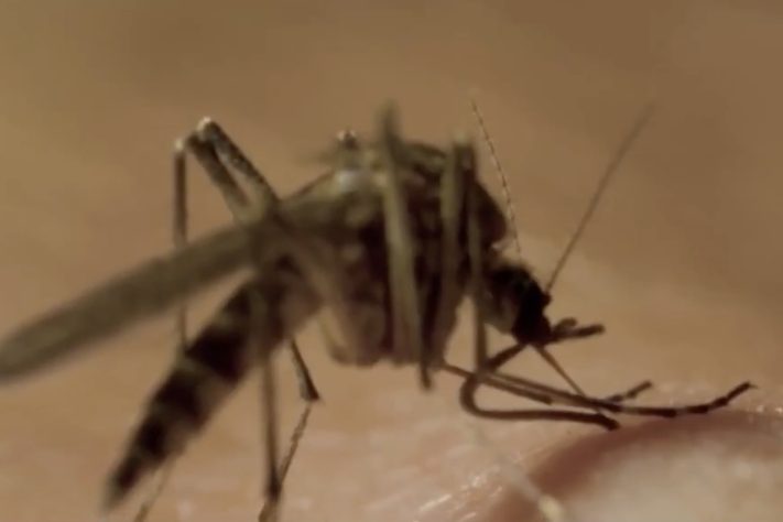 Mosquito, foto neutra – Reprodução/SBT