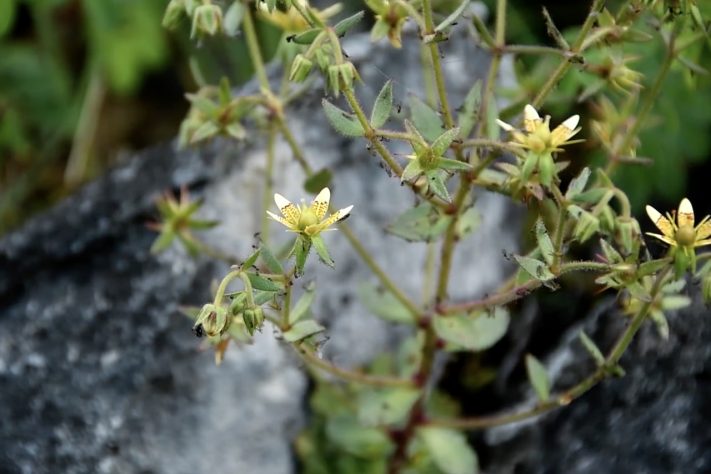 Estudo confirma teoria de Darwin feita há mais de um século e identifica nova planta carnívora Saxifraga candelabrum – Divulgação/NPG Press