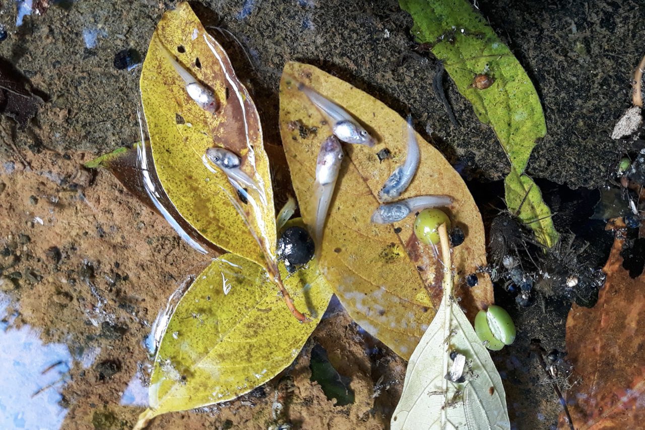 Nesse local, surtos sucessivos da doença provocaram uma queda de 83% na população da perereca-macaco (Phyllomedusa distincta). No período de 2024 e 2026, três episódios da infecção resultaram na morte de 324 girinos em uma lagoa da reserva. -  (crédito: Divulgac?a?o/RPPN Santua?rio Ra?-bugio)