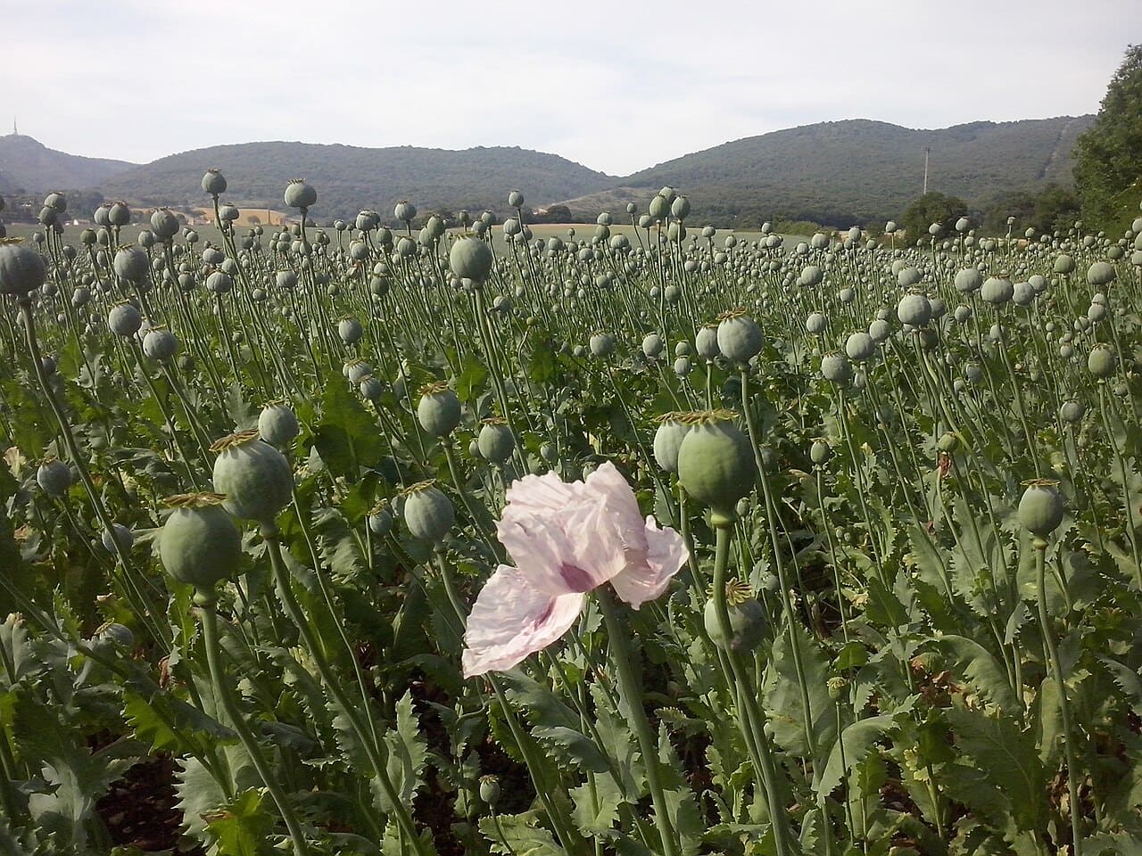 Substâncias provenientes da Papaver somniferum tiveram enorme importância na história da medicina. A morfina é um potente analgésico, enquanto a codeína também tem aplicações terapêuticas. Até hoje, a espécie é utilizada na produção farmacêutica de medicamentos opioides.