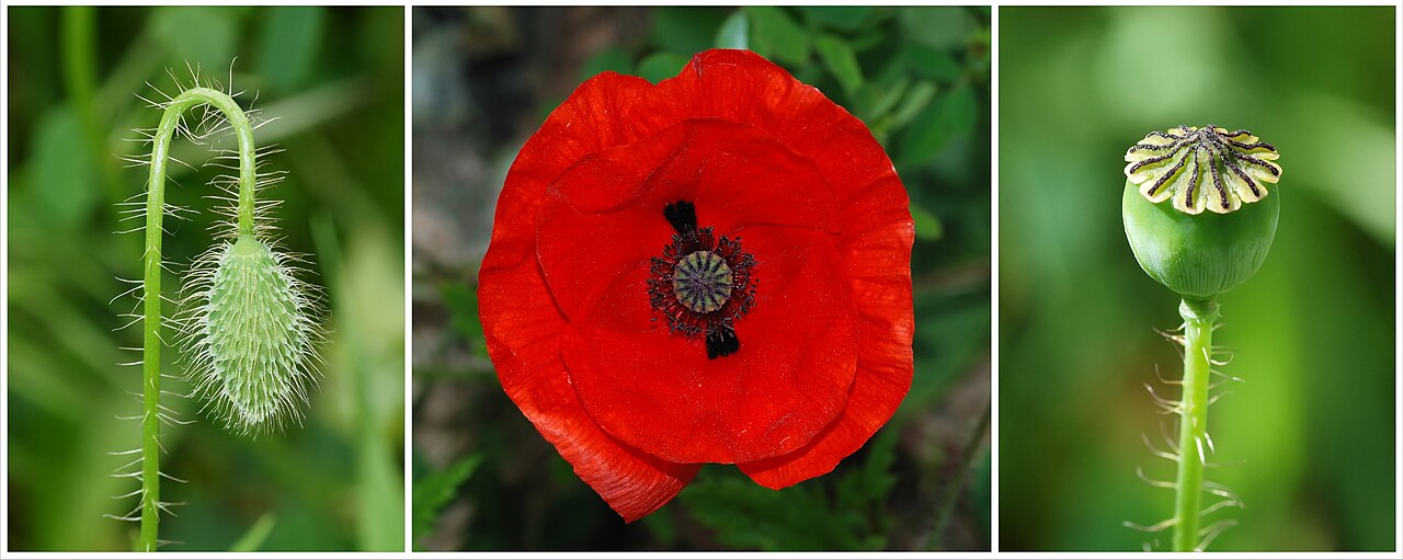 A papoula-vermelha tornou-se símbolo de homenagem aos mortos em guerras depois de florescer nos campos devastados da Primeira Guerra Mundial. A imagem ganhou ainda mais força com o poema “In Flanders Fields”, escrito pelo médico canadense John McCrae em 1915.
