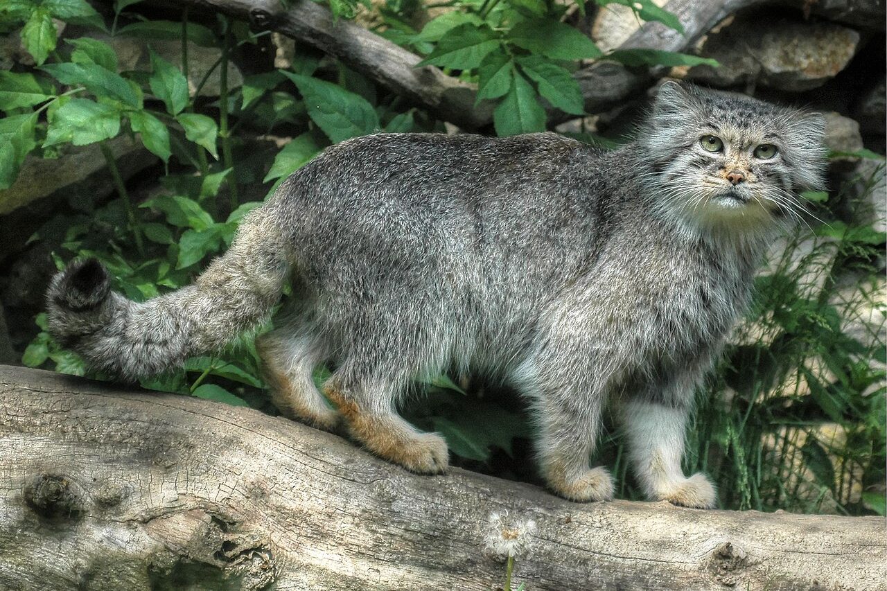 Mesmo com a ampliação da área conhecida de ocorrência, os pesquisadores alertam que isso não indica necessariamente uma população numerosa ou saudável. Atividades humanas, como mineração e criação de animais em regiões montanhosas, podem pressionar os ambientes utilizados pela espécie.