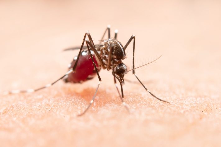 Mosquito, foto neutra – Pexels/jcomp