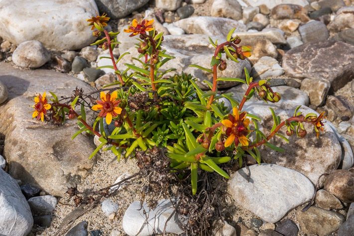 Estudo confirma teoria de Darwin feita há mais de um século e identifica nova planta carnívora Saxifraga candelabrum – Wikimedia Commons/Reinhold Möller