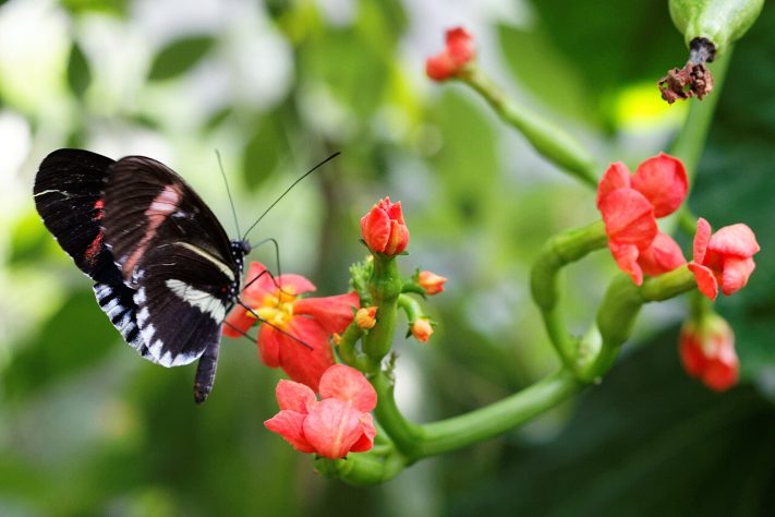 Borboleta-helicônia (Heliconius erato) | Flickr - KimonBerlin