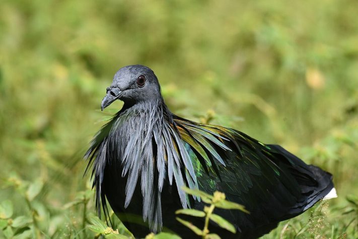 Dodô (Raphus cucullatus) – iNaturalist/ziggypop74