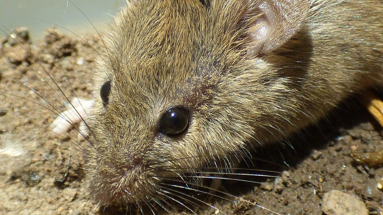 Segundo o Mouse-Free Marion Project, 19 das 29 espécies de aves que se reproduzem na ilha correm risco de extinção local por causa da infestação.  Para reverter o quadro, o Departamento de Silvicultura, Pesca e Meio Ambiente da África do Sul e a organização BirdLife South Africa criaram o Mouse-Free Marion Project. 
