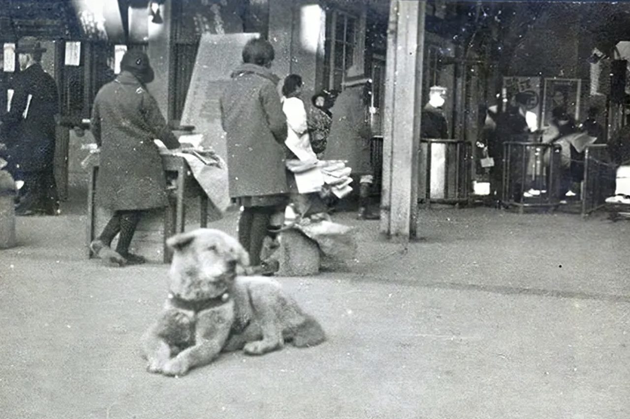 O cachorro acompanhava o tutor até a estação de Shibuya pela manhã e retornava ao local no fim do dia para recebê-lo. Em maio de 1925, porém, Ueno morreu aos 53 anos após sofrer uma hemorragia cerebral enquanto estava trabalhando. Hachiko tinha convivido com o professor por pouco mais de um ano, mas não abandonou o hábito de voltar à estação.