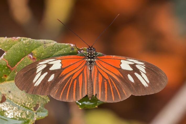 Borboleta-helicônia (Heliconius erato) – Wikimedia Commons/Charles J. Sharp