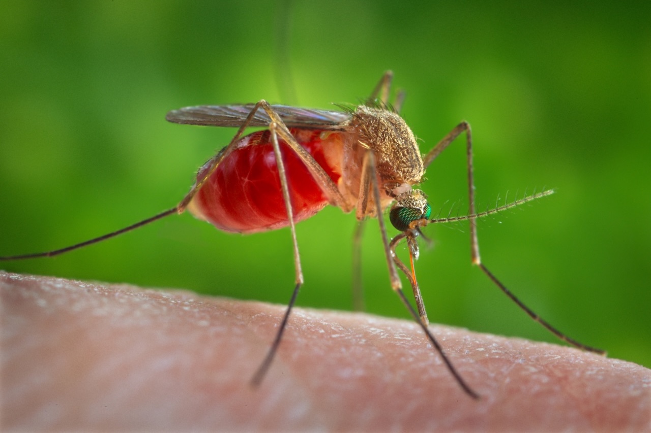 Mosquito do gênero Culex é o causador da Febre do Nilo Ocidental – CDC/James Gathany