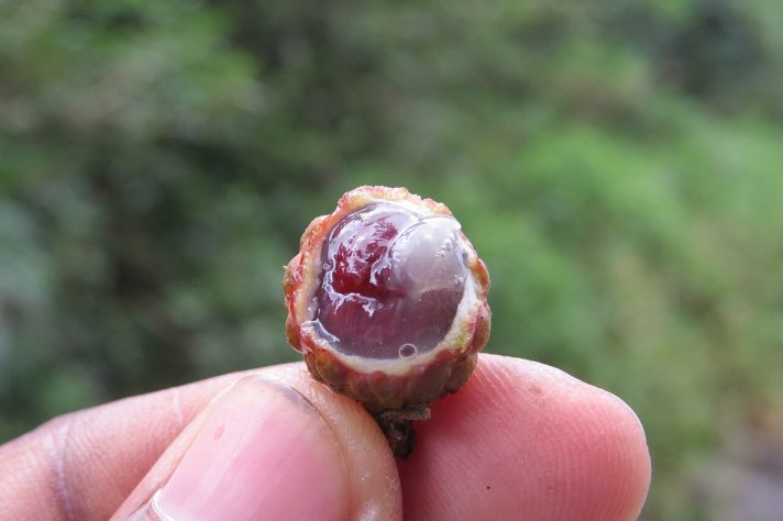 Longan, fruta pouco conhecida entre os brasileiros vira aposta de produtores – Wikimedia Commons/Vinayaraj