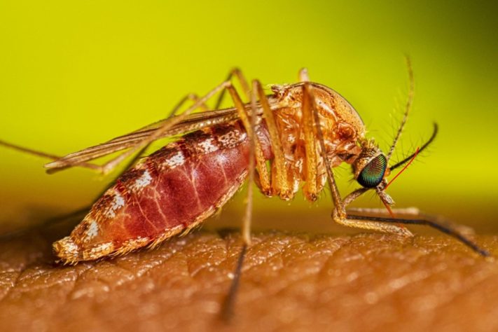 Mosquito do gênero Culex é o causador da Febre do Nilo Ocidental – Divulgação/CDC