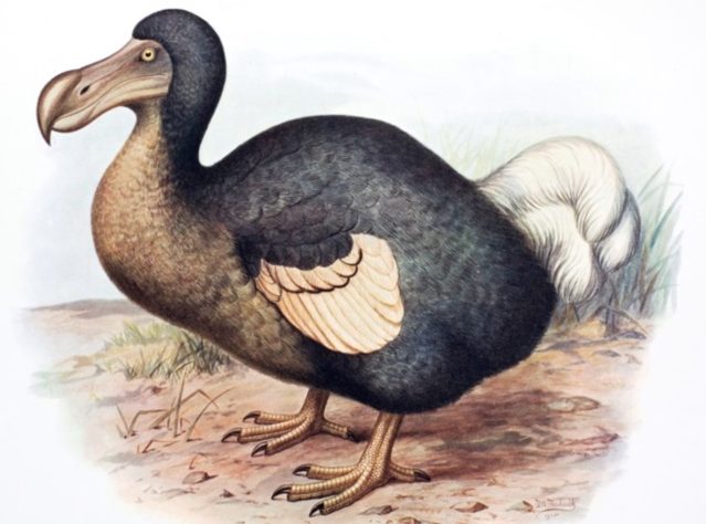 Dodô (Raphus cucullatus) – Domínio Público