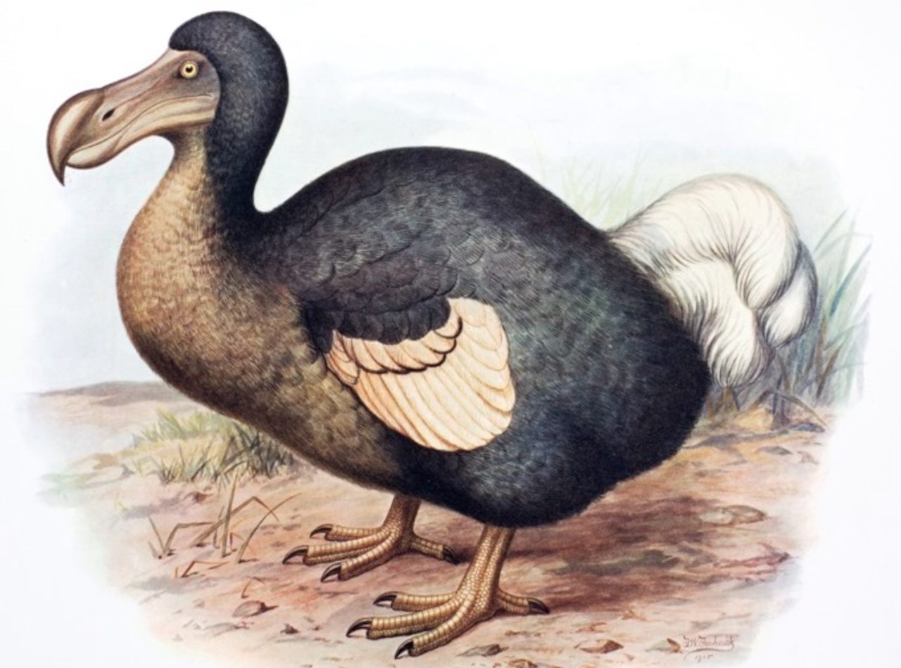 Originário das Ilhas Maurício, no Oceano Índico, o dodô foi extinto poucas décadas após a chegada dos colonizadores europeus. A caça intensa, a destruição do ambiente natural e a introdução de animais invasores contribuíram para o desaparecimento da espécie, que hoje simboliza os efeitos da ação humana sobre a fauna mundial.