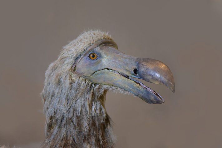 Dodô (Raphus cucullatus) – Wikimedia Commons/Lamiot