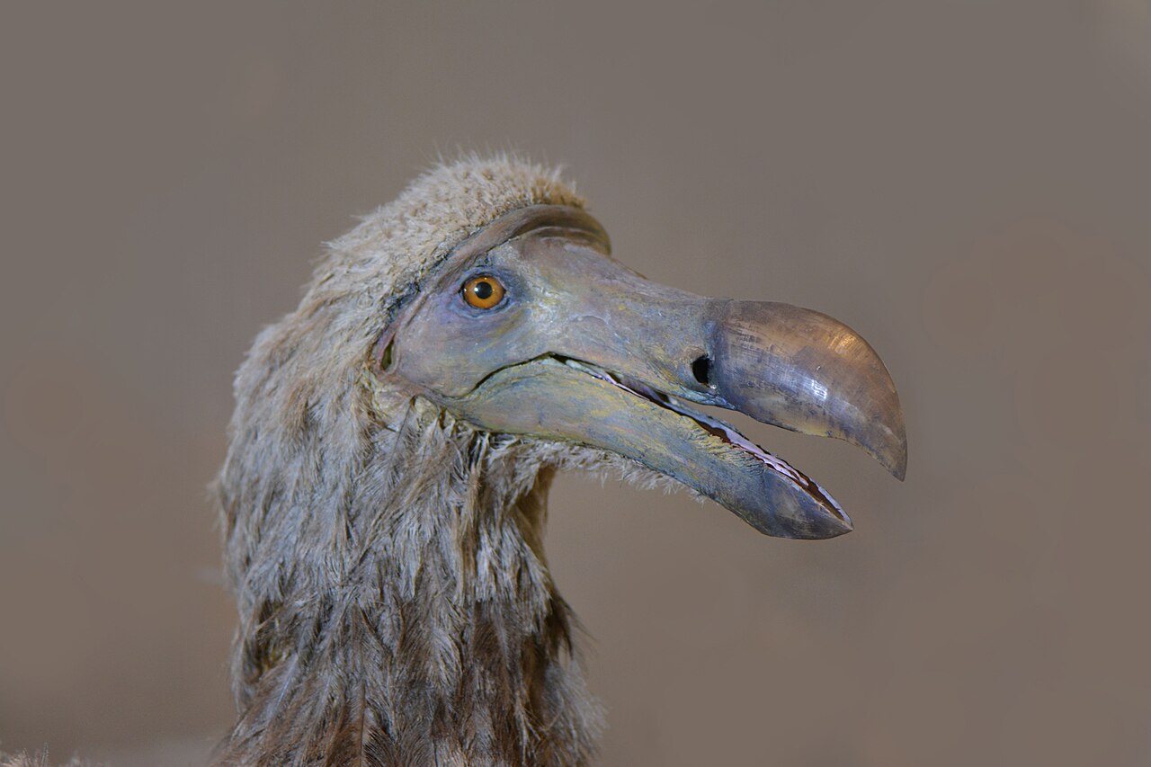 De acordo com a companhia, sua equipe conseguiu superar um dos principais obstáculos científicos relacionados ao desenvolvimento de embriões de aves geneticamente modificadas. Com esse progresso, a expectativa é produzir o primeiro exemplar com características semelhantes às do dodô dentro de um período estimado entre cinco e sete anos.