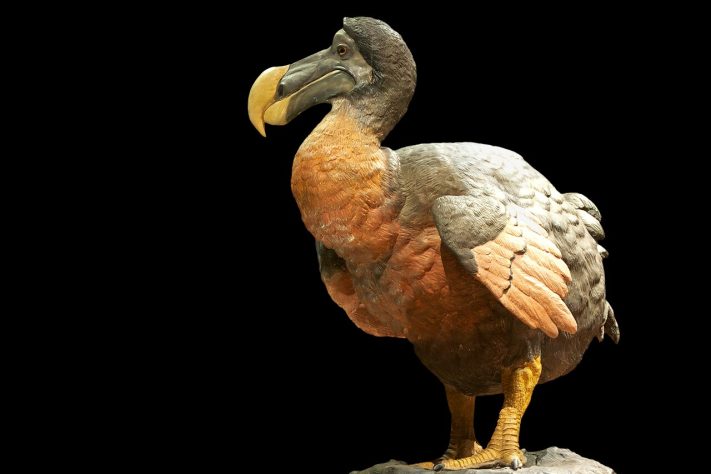 Dodô (Raphus cucullatus) – Wikimedia Commons/Jebulon