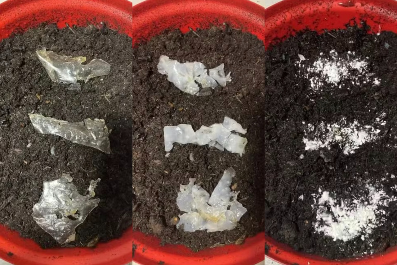 O material criado pela estudante se decompõe em aproximadamente duas semanas e, nesse processo, libera substâncias que podem atuar sobre partículas de PET presentes nas proximidades. Assim, a proposta não se limita a produzir uma alternativa ao plástico tradicional, mas tenta fazer com que o próprio material ajude a reduzir resíduos já existentes.
