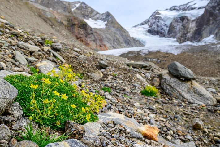 Planta do gênero Saxifraga – Wikimedia Commons/Stephan Sprinz