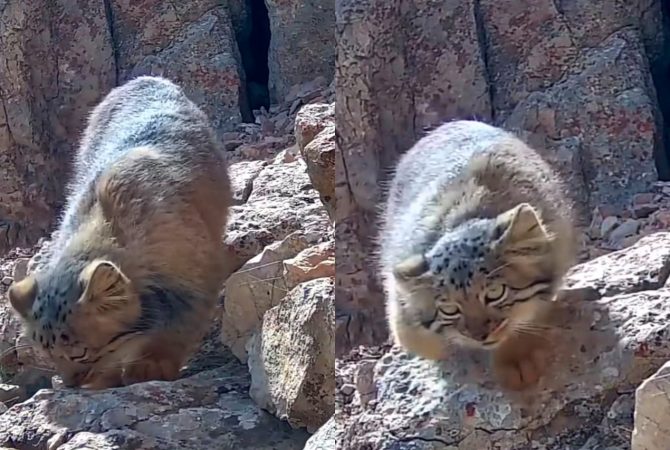 Fotógrafo registra imagens do raro gato-de-pallas, considerado uma das espécies de felinos mais antigas do mundo