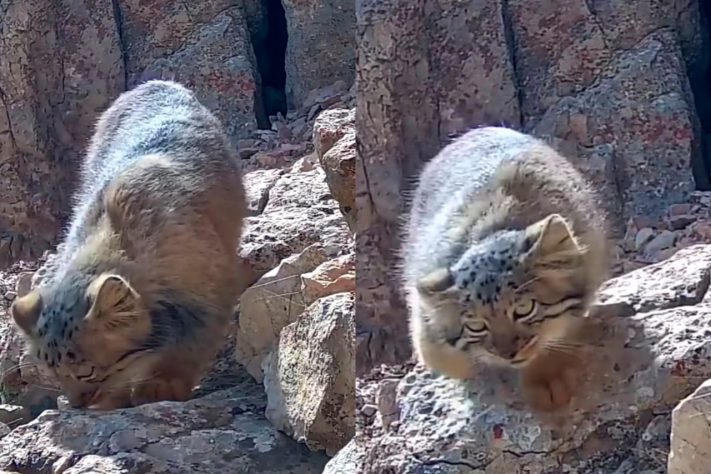 Fotógrafo registra imagens do raro gato-de-pallas, considerado uma das espécies de felinos mais antigas do mundo – Reprodução @batebis