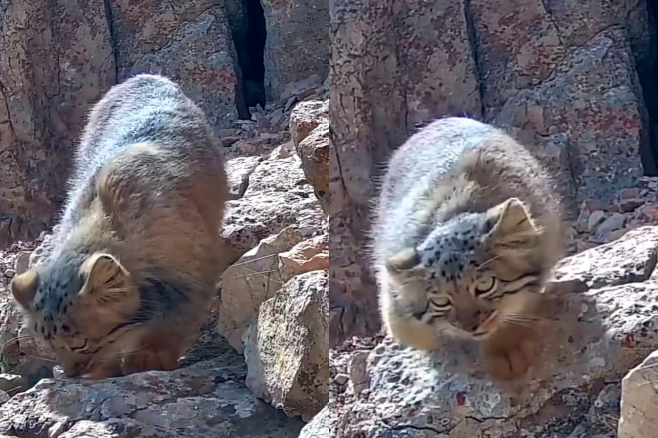Imagens feitas pelo pelo fotógrafo Majid Batabi ajudaram a fornecer informações importantes sobre a presença do misterioso gato-de-Pallas no Irã, um dos felinos mais raros, antigos e menos conhecidos do mundo. O registro na província de Mazandaran, no norte iraniano, em uma região montanhosa próxima ao sul do Mar Cáspio. -  (crédito: Reprodução @batebis)