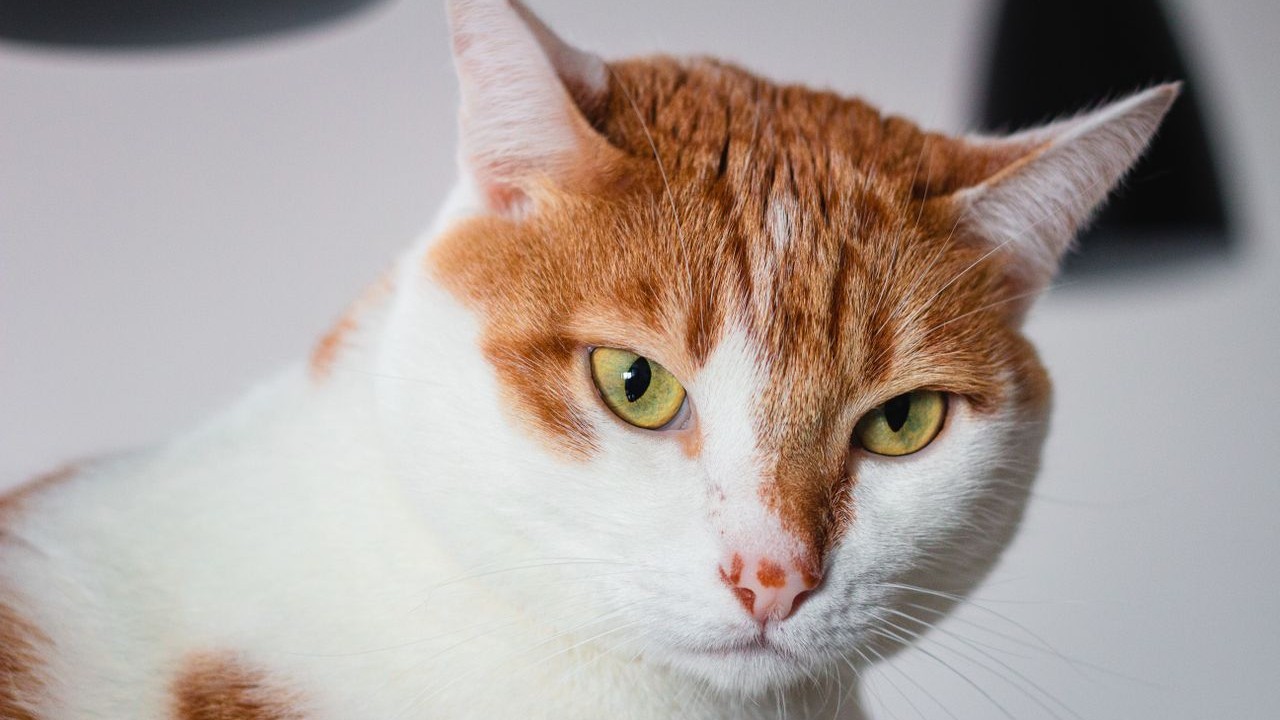 Diante desse cenário, as autoridades deram início, em 1977, a um programa de erradicação dos gatos. A estratégia combinou captura intensiva, caça noturna e o uso do vírus da panleucopenia felina como método de controle biológico. A operação se estendeu por mais de dez anos.
