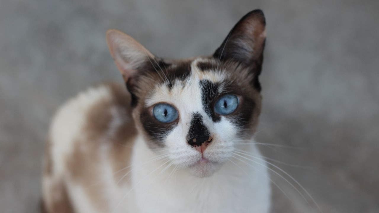O último gato foi eliminado em 1991, 14 anos depois do início do programa de erradicação. Com o desaparecimento dos felinos, no entanto, a população de ratos, que haviam sido introduzidos por baleeiros no século 19, aumentou consideravelmente. Sem predadores que controlassem sua reprodução, os roedores passaram a atacar ovos, filhotes e aves adultas. 
