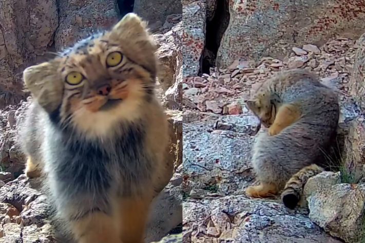 Fotógrafo registra imagens do raro gato-de-pallas, considerado uma das espécies de felinos mais antigas do mundo – Reprodução @batebis