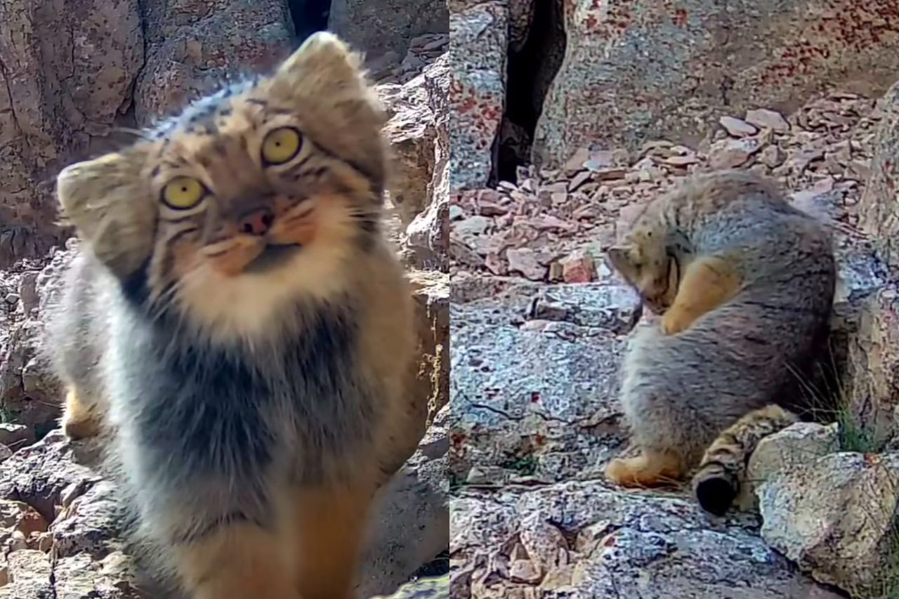 Segundo Batabi, a existência de populações estáveis de pikas pode ser essencial para a sobrevivência desses felinos, já que elas representam uma importante fonte de alimento. De 84 registros de gatos-de-Pallas no Irã, 61 foram considerados evidências confiáveis, como fotografias, vídeos e exemplares de coleções.