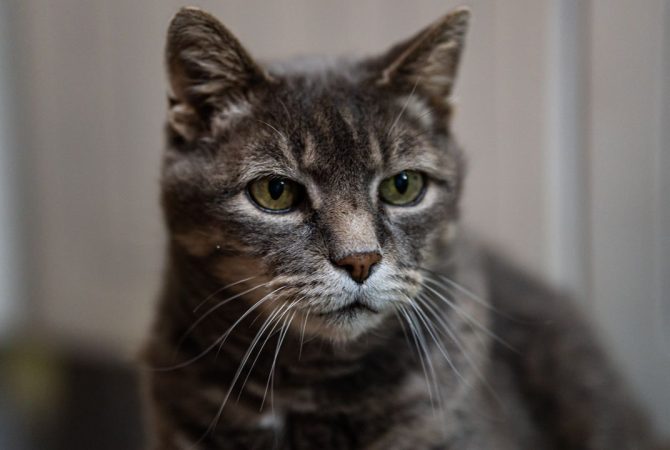 Cinco gatos levados a uma ilha para combater ratos causaram desastre ambiental