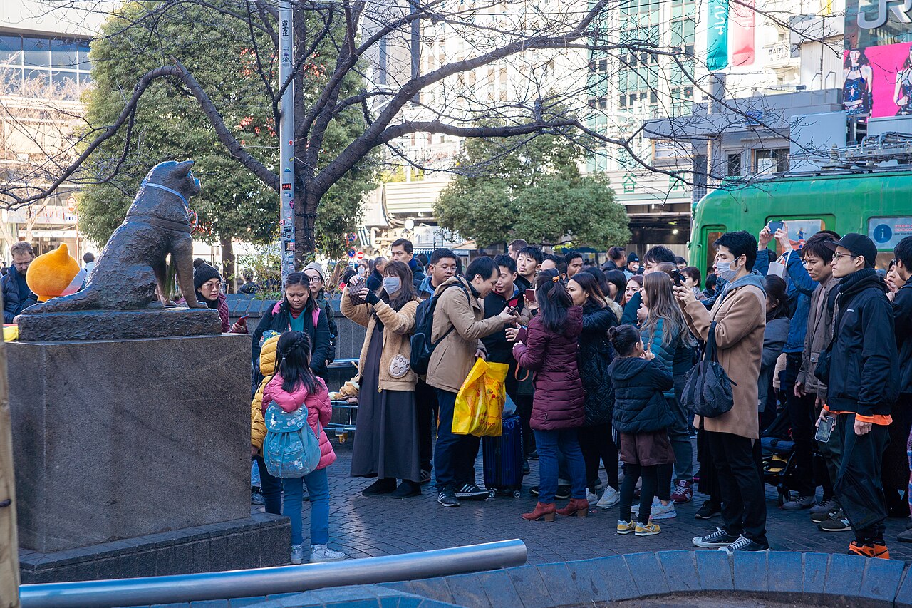 Em 1934, Hachiko recebeu uma estátua de bronze diante da estação, onde havia criado sua rotina de espera. A primeira escultura foi derretida durante a Segunda Guerra Mundial, mas outra ocupou o mesmo lugar em 1948. O monumento permanece até hoje como um dos símbolos mais conhecidos de Tóquio. 