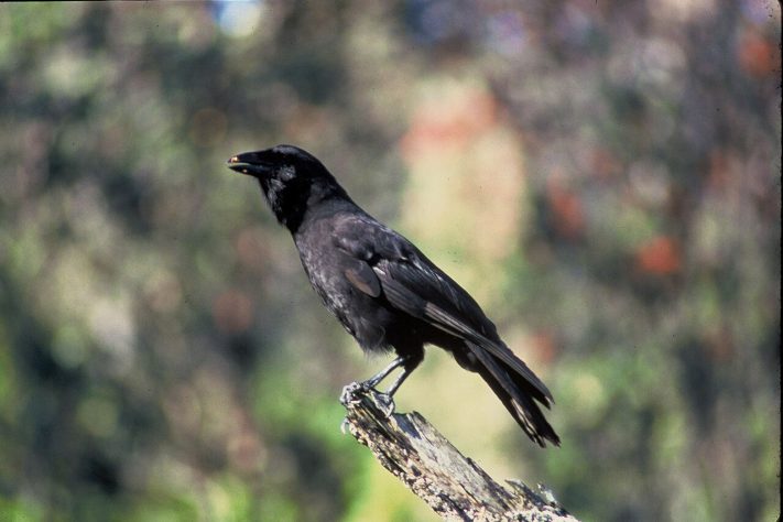 Corvo-havaiano (Corvus hawaiiensis) – Wikimedia Commons/National Archives and Records Administration 