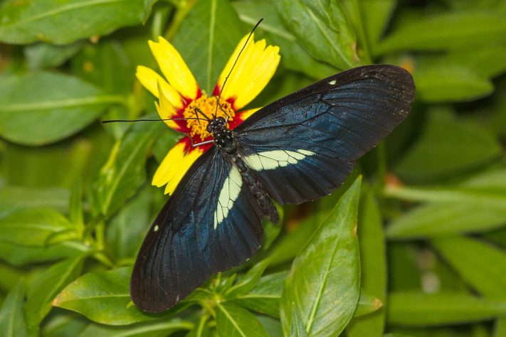 Borboleta-helicônia (Heliconius erato) – Wikimedia Commons/Greg Hume