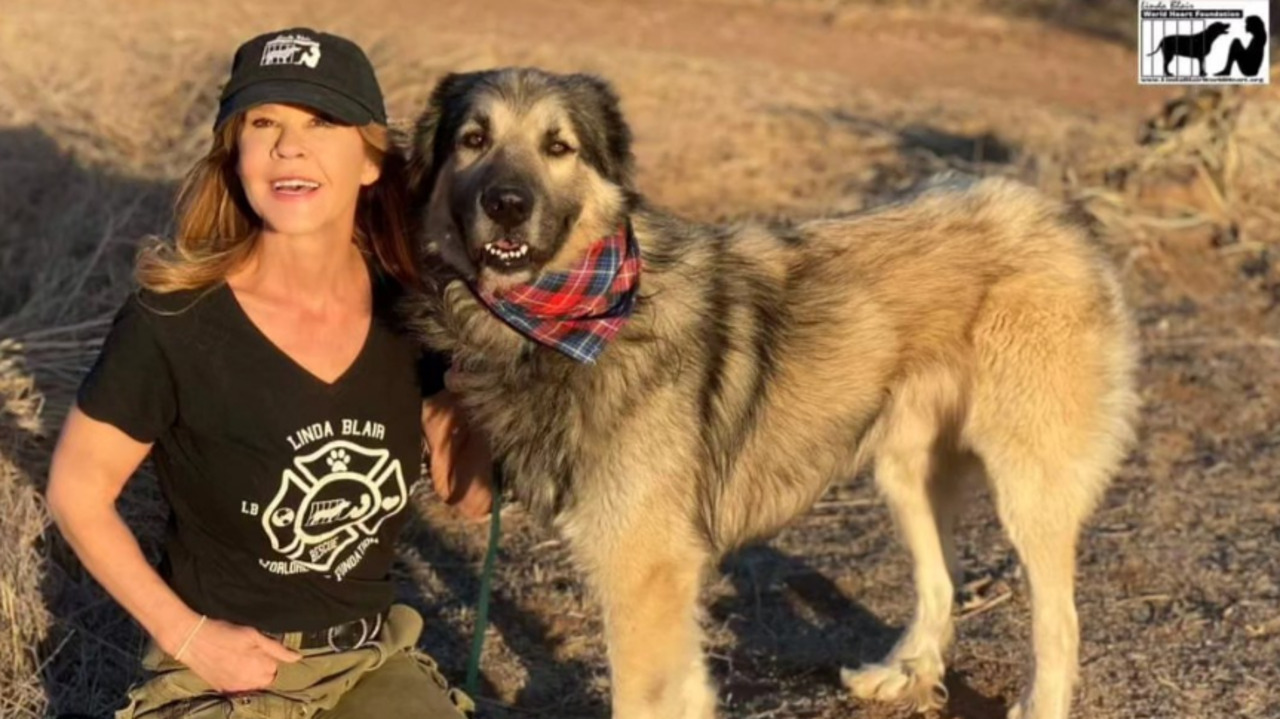 Segundo as autoridades, nenhum dos 251 cães precisou ser retirado da propriedade durante a operação. No entanto, três animais deverão receber atendimento veterinário, e os responsáveis terão de corrigir problemas relacionados às instalações e às condições de higiene do local.
