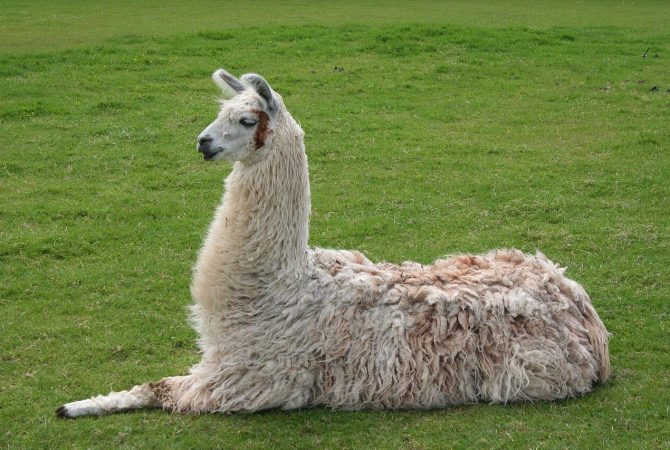 Lhamas: conheça as curiosidades do simpático animal que se tornou símbolo dos Andes