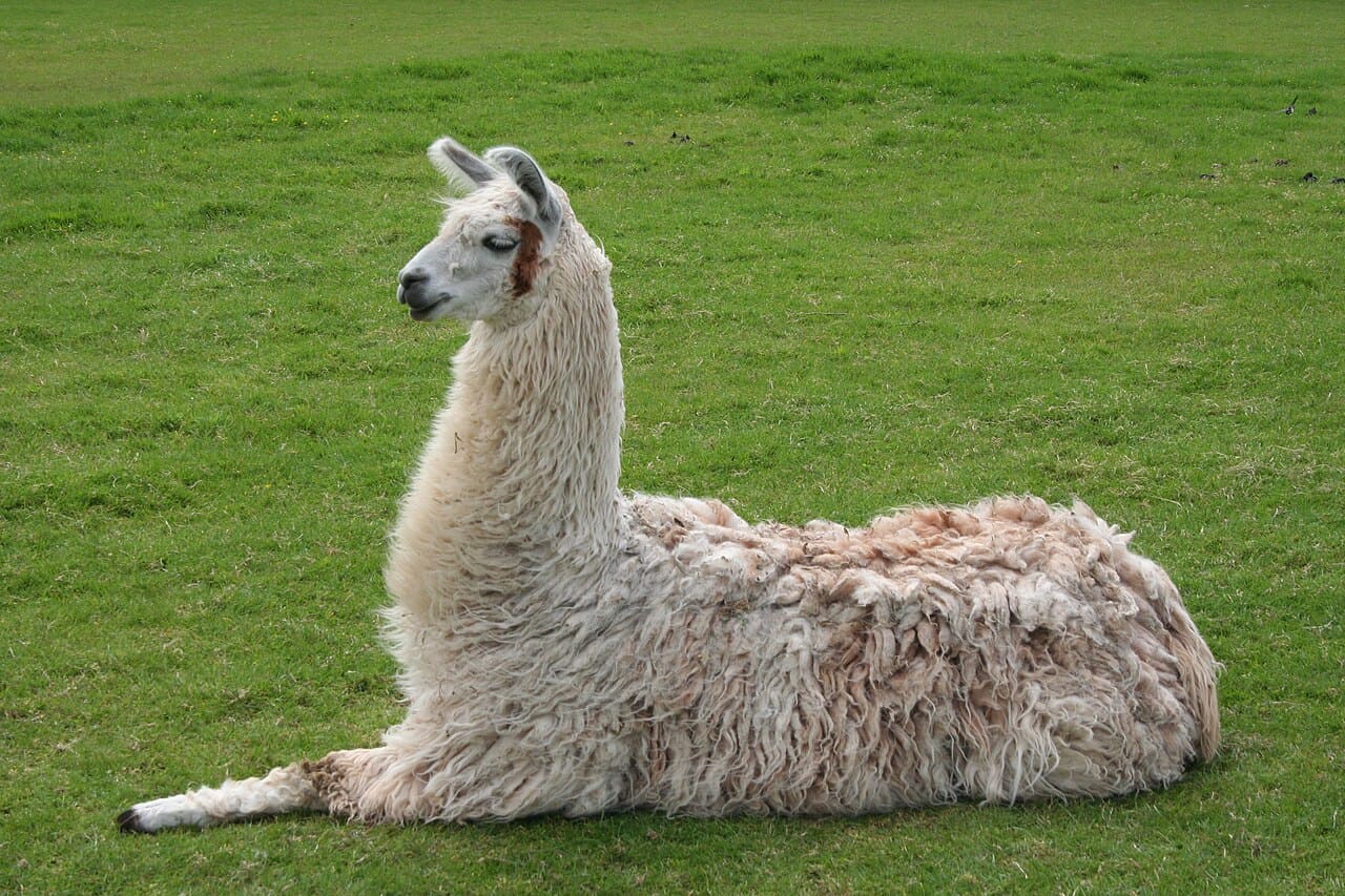 As lhamas chamam atenção pela aparência simpática, pela lã macia e pela importância histórica nos Andes. Domesticadas há milhares de anos, elas continuam desempenhando papéis importantes na cultura, no turismo e na economia. Conheça algumas curiosidades sobre esses animais. -  (crédito: Johann 'nojhan' Dréo wikimedia commons)
