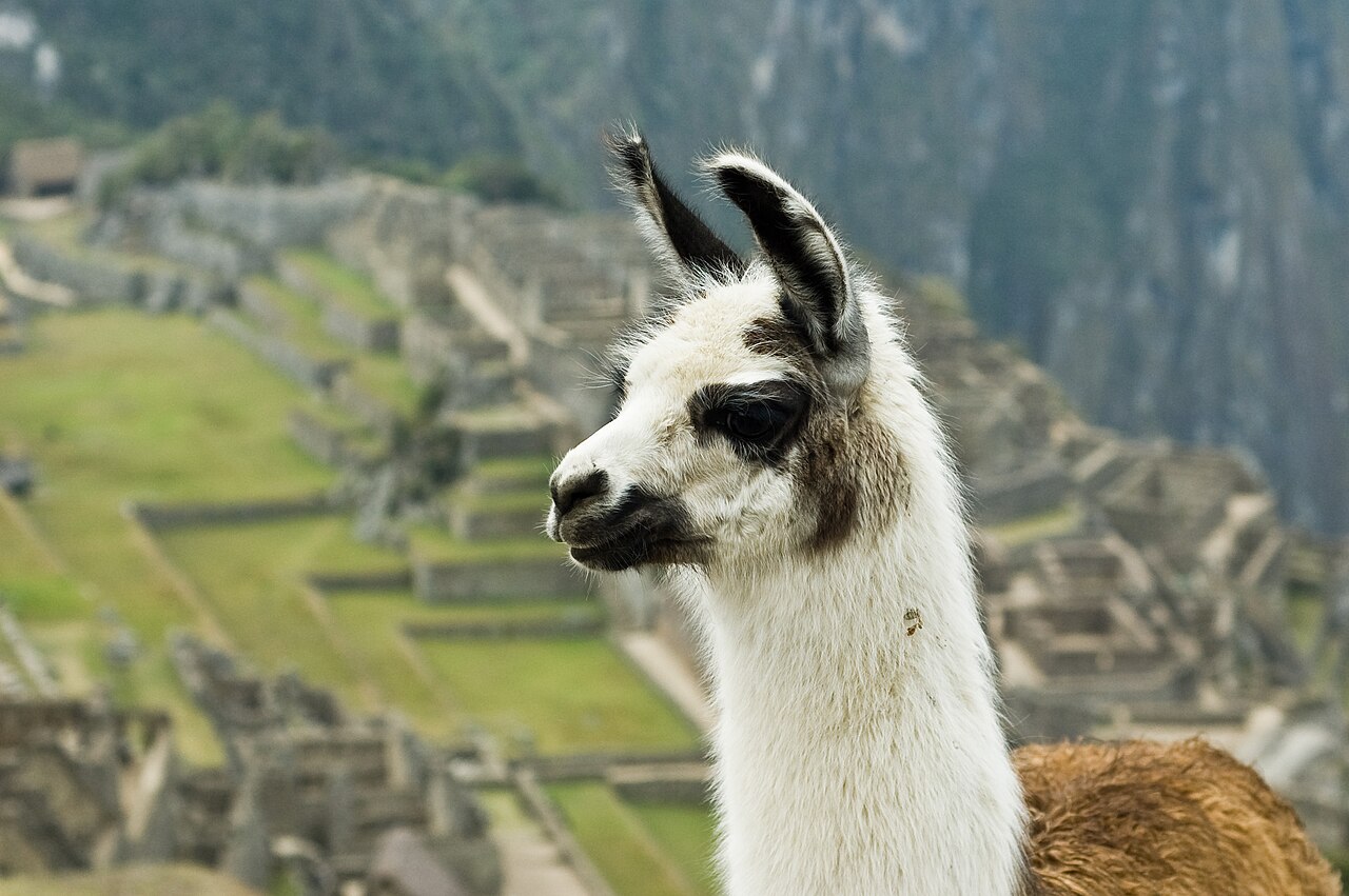 As lhamas vivem principalmente em regiões montanhosas da América do Sul, especialmente no Peru, Bolívia, Chile e Argentina. Adaptaram-se perfeitamente às grandes altitudes, onde o ar é mais rarefeito e as temperaturas são baixas.