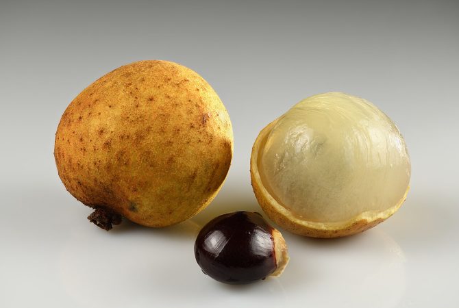 ‘Olho de dragão’: conheça a longan, fruta exótica que tem chamado atenção de produtores brasileiros