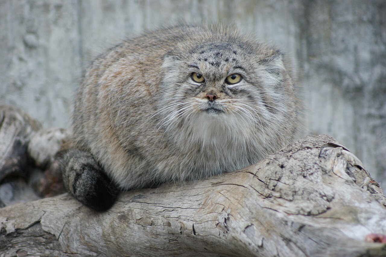 Essas evidências ajudaram a ampliar o conhecimento sobre os locais ocupados pelo felino na região. O gato-de-Pallas apresenta características bastante distintas de outros pequenos felinos, como pernas curtas, cabeça larga, orelhas pequenas e pelagem extremamente espessa.