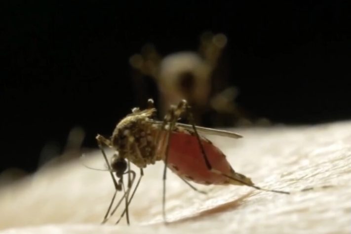 Mosquito, foto neutra – Reprodução/SBT