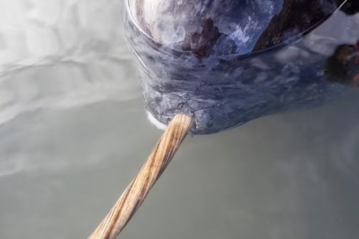 Narval, espécie de baleia conhecida como 'unicórnio do mar' – Carsten Egevang/Greenland Institute of Natural Resources