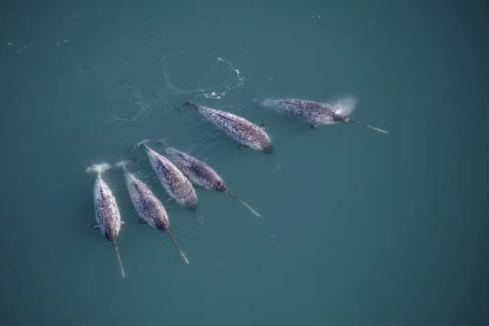 Narval, espécie de baleia conhecida como 'unicórnio do mar' – Carsten Egevang/Greenland Institute of Natural Resources