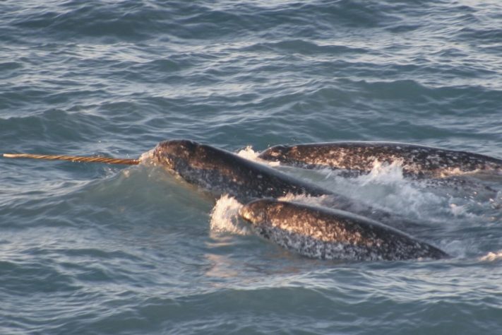Narval, espécie de baleia conhecida como 'unicórnio do mar' – Domínio Público
