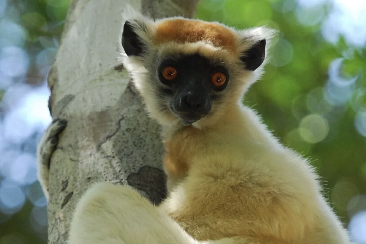 Entre as estratégias previstas estão reprodução controlada, deslocamento de animais, combate a doenças, retirada de espécies invasoras e recuperação de áreas degradadas. Algumas situações exigirão esforços ainda mais complexos, pois determinadas espécies já não sobrevivem em liberdade.
