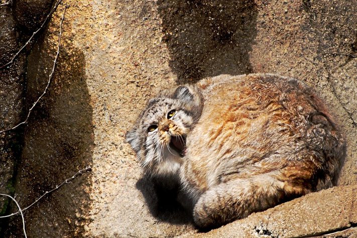 Gato-de-pallas (Otocolobus manul) | Flickr - normalityrelief